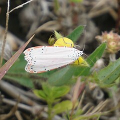 Utetheisa ornatrix