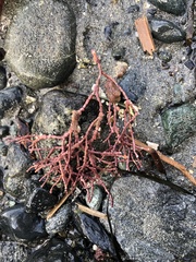 Calliarthron tuberculosum