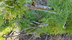 Dudleya pulverulenta