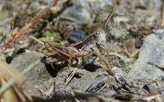 Phaulacridium marginale