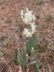 Narcissus tazetta