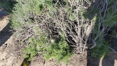 Dudleya pulverulenta