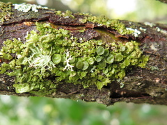 Melanohalea subolivacea