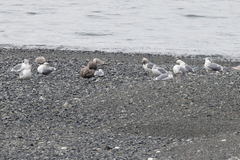 Larus glaucescens × occidentalis