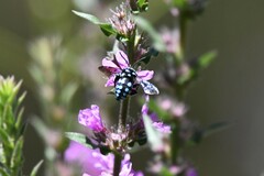 Thyreus caeruleopunctatus