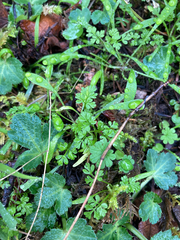 Anthriscus caucalis
