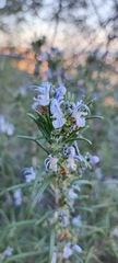 Salvia rosmarinus