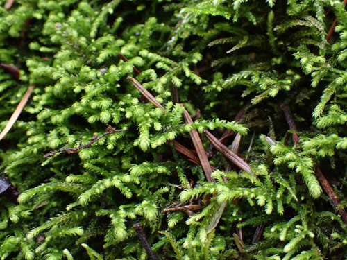 Claopodium bolanderi observed 2023-01-27