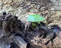 Sinopla perpunctatus