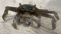 Grapsus albolineatus