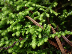 Claopodium bolanderi