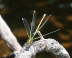 Calopteryx aequabilis