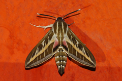 Hyles livornica