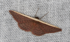 Idaea inversata