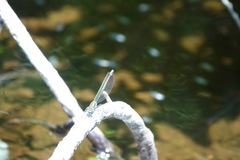 Calopteryx aequabilis