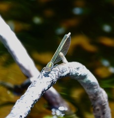 Calopteryx aequabilis