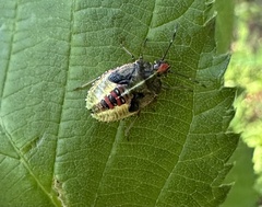 Sinopla perpunctatus
