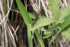 Calopteryx aequabilis