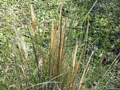 Celtica gigantea