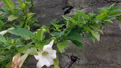 Brugmansia arborea