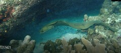 Gymnothorax funebris