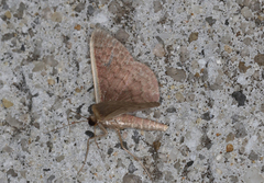 Idaea inversata