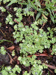 Alchemilla arvensis