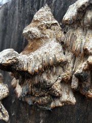 Irpiciporus