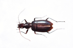 Platyninae