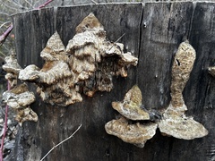 Irpiciporus