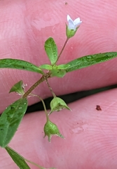 Oldenlandia corymbosa