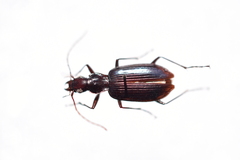 Platyninae