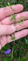 Oldenlandia corymbosa