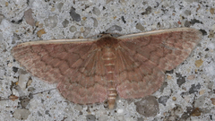 Idaea inversata