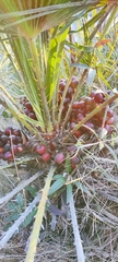 Chamaerops humilis