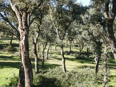 Quercus rotundifolia