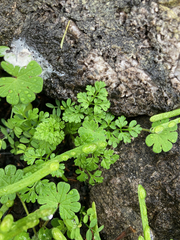 Anthriscus caucalis