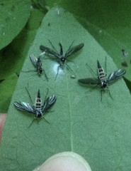 Entomophthoraceae