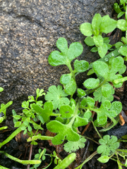 Nemophila parviflora