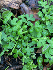 Nemophila parviflora