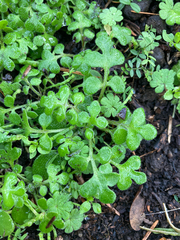 Nemophila parviflora