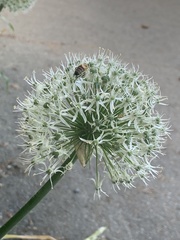 Allium giganteum