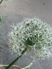 Allium giganteum