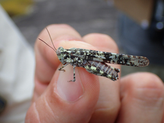 Trimerotropis saxatilis