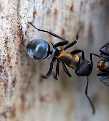 Polyrhachis ornata