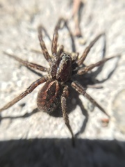 Lycosa australis