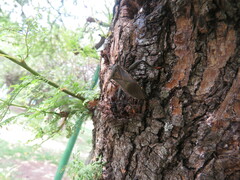 Pachylis argentinus