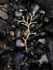 Calliarthron tuberculosum