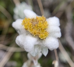 Leucogenes grandiceps