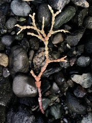 Calliarthron tuberculosum